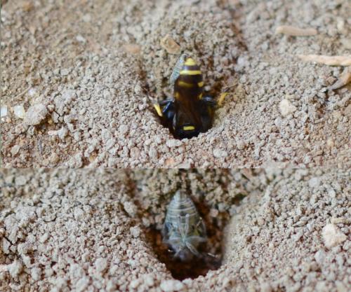 Gorytes planifrons